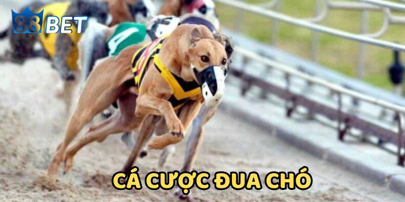 Luật chơi trong Cá Cược Đua Chó
