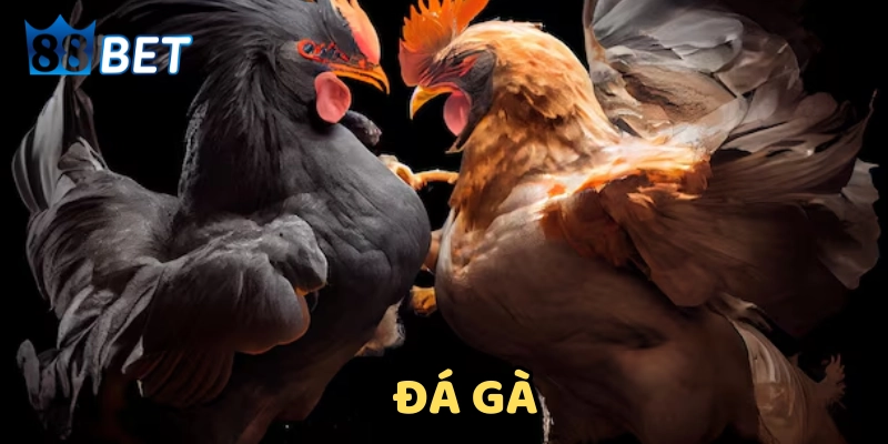 Một số tips cược gà